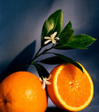 LOEWE Orange Blossom candle 4.85kg, UK version