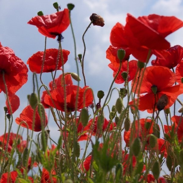 Durance Pretty Poppy Soap 125g - British product