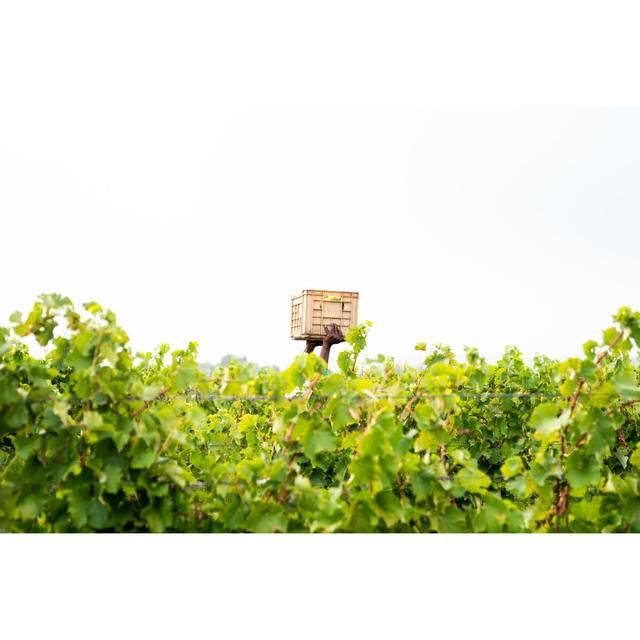 Babylonstoren Mourvedre South African Rose 75cl - McGrocer