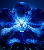 Guerlain Orchidée Impériale Light Cream 50ml, imported from the UK