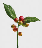 LOEWE Wild Coffee Eau de Parfum 100ml (British brand)