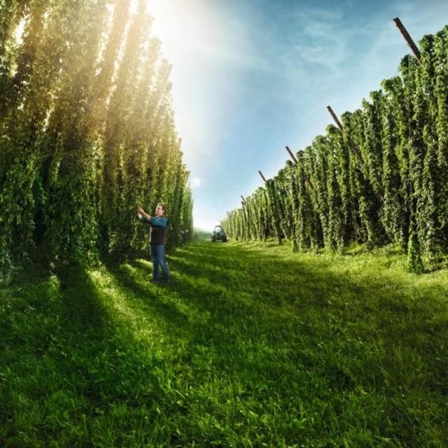 Bitburger Premium Pils 12 x 330ml - McGrocer