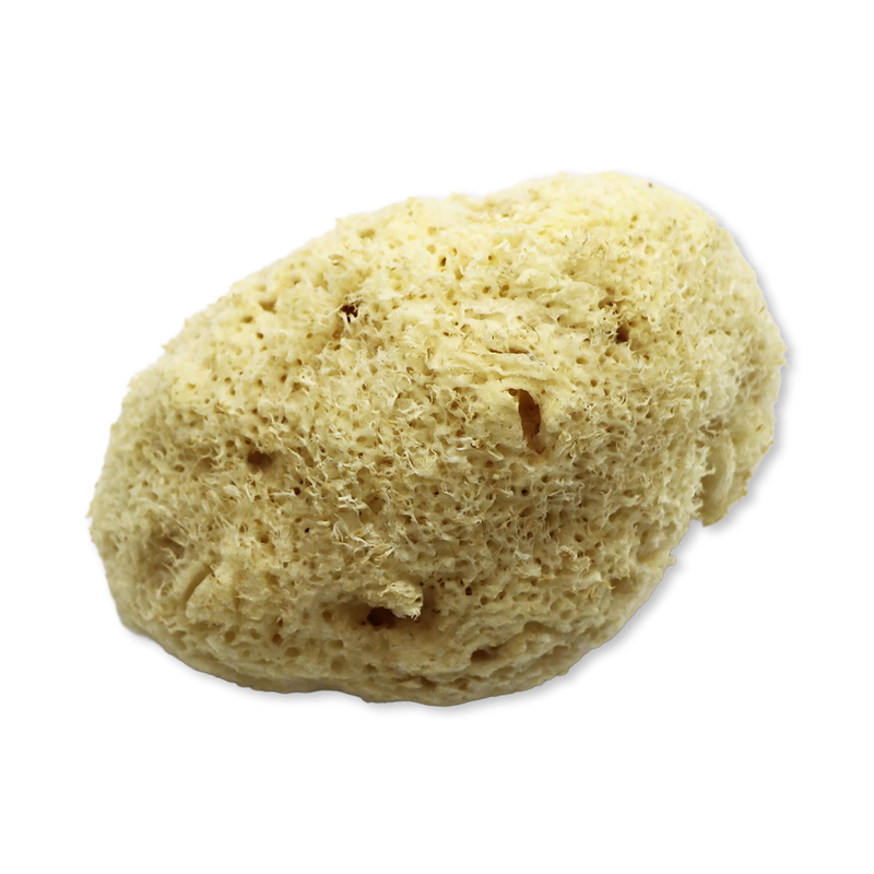 SpongeBox Sheep Wool Natural Sea Sponge 5-5.5 Inches, imported from the UK