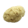 SpongeBox Sheep Wool Natural Sea Sponge 5-5.5 Inches, imported from the UK