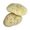 SpongeBox Sheep Wool Natural Sea Sponge 5-5.5 Inches, imported from the UK