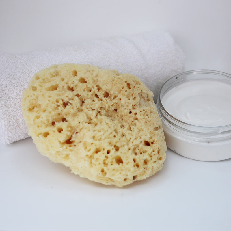SpongeBox Sheep Wool Natural Sea Sponge 5-5.5 Inches, imported from the UK
