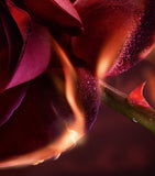 Lancôme I Flamed A Rose Eau de Parfum 100ml, UK version