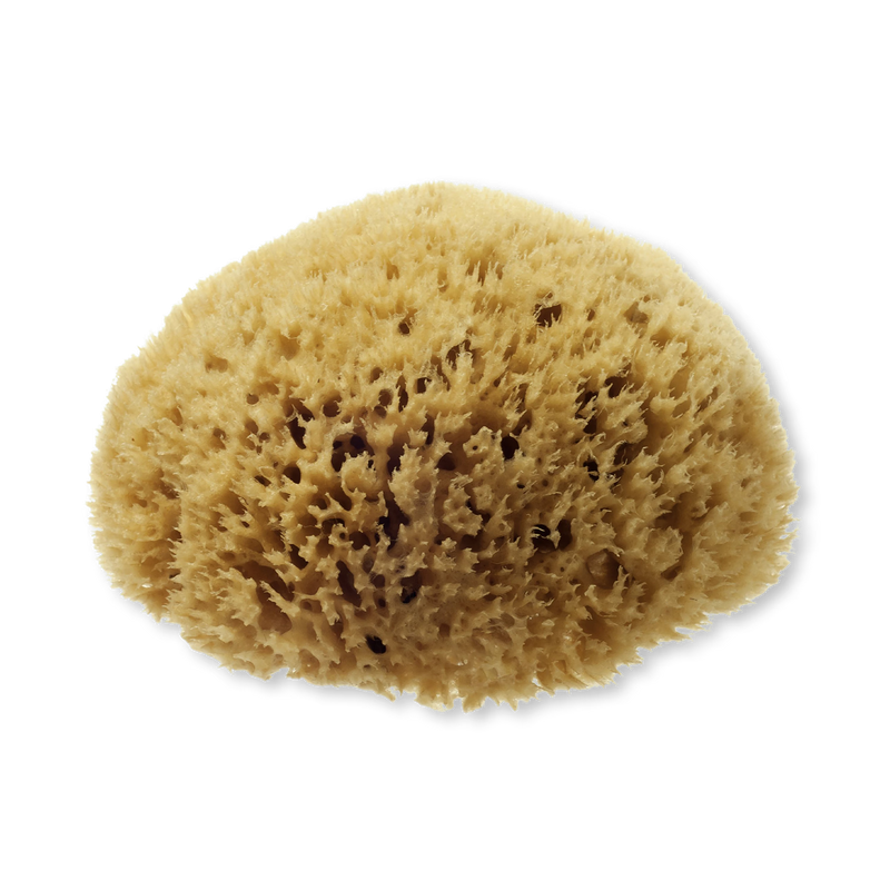 Hydréa London natural sea sponge 5-5.5 inches (British brand)