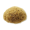 Hydréa London natural sea sponge 5-5.5 inches (British brand)