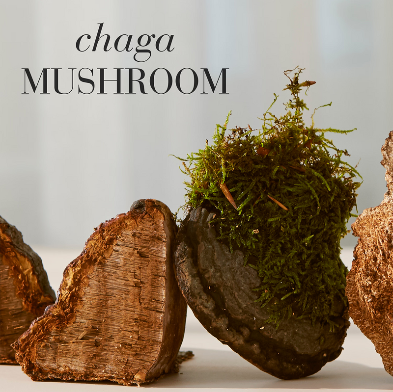 New Nordic Chaga mushroom extract tablets 30 (British brand)