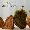 New Nordic Chaga mushroom extract tablets 30 (British brand)