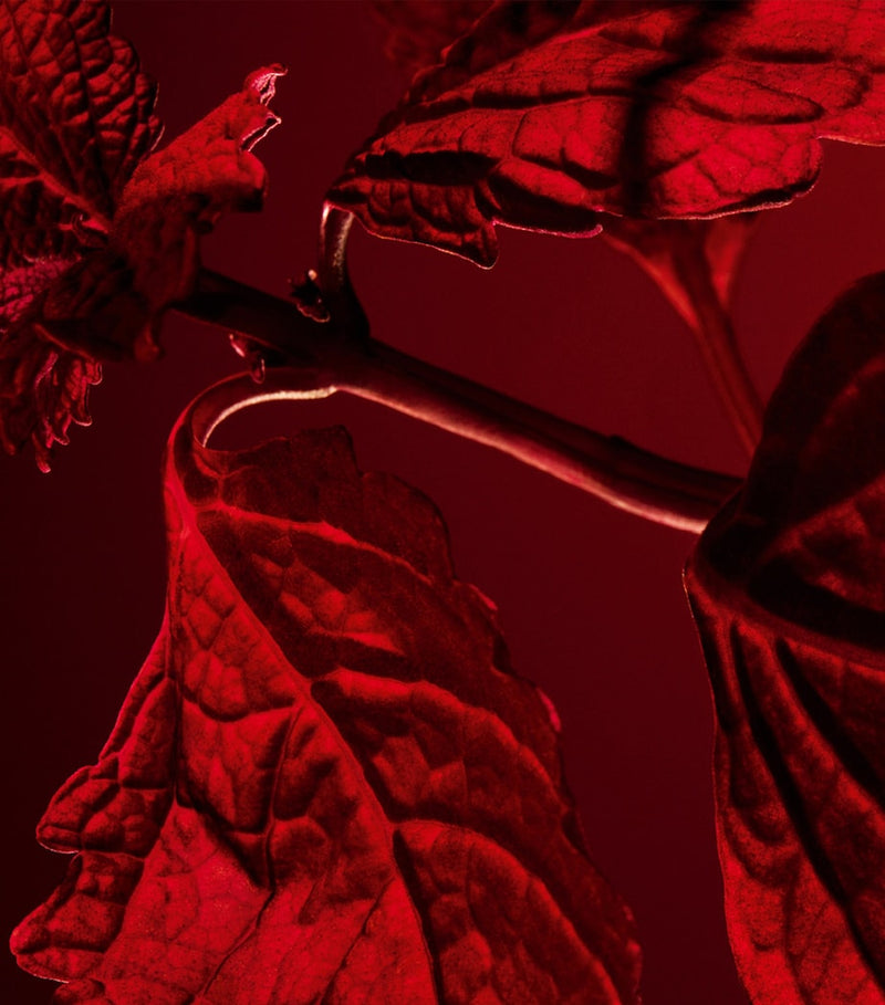Guerlain Patchouli Paris eau de parfum 200ml, UK version