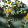 B Calm Lemon Essential Oil Organic 10ml, imported from the UK