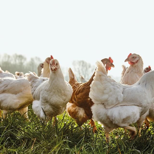 Daylesford Organic Free Range Medium Eggs 6 per pack