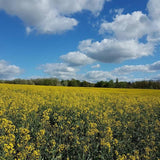 Duchess Farms Extra Virgin Cold-Pressed Rapeseed Oil 500ml