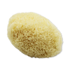 SpongeBox Golden Glow honeycomb sea sponge 5-5.5 inches, imported from the UK