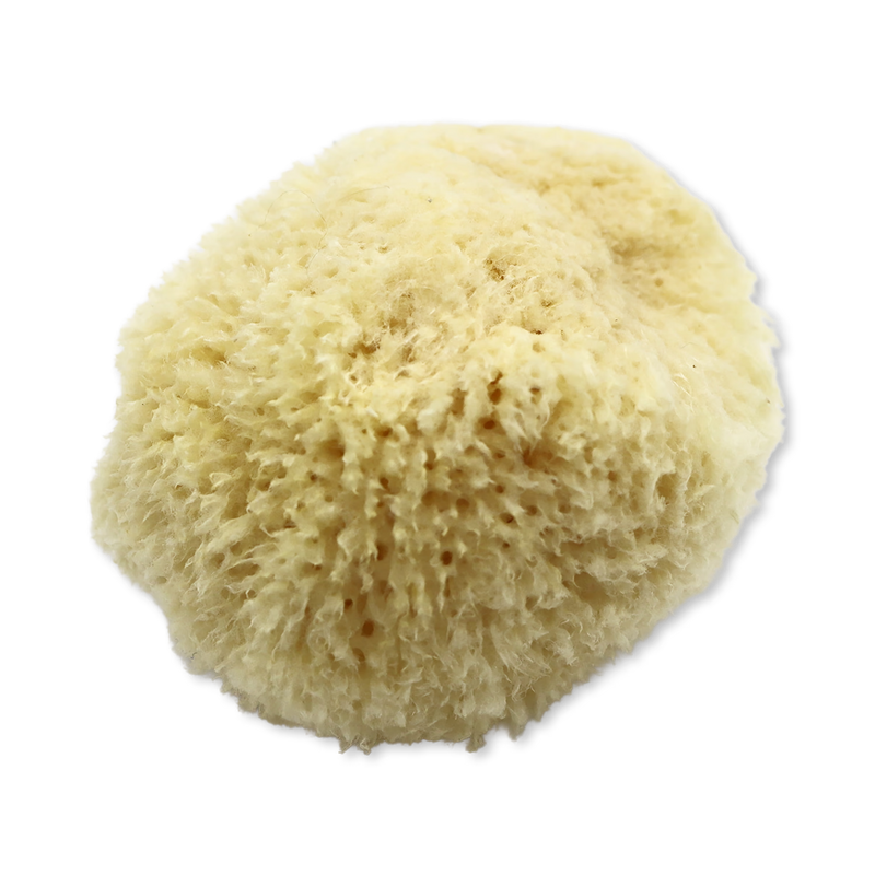 SpongeBox Golden Glow honeycomb sea sponge 5-5.5 inches, imported from the UK