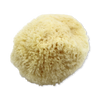 SpongeBox Golden Glow honeycomb sea sponge 5-5.5 inches, imported from the UK