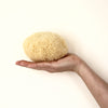 SpongeBox Golden Glow honeycomb sea sponge 5-5.5 inches, imported from the UK
