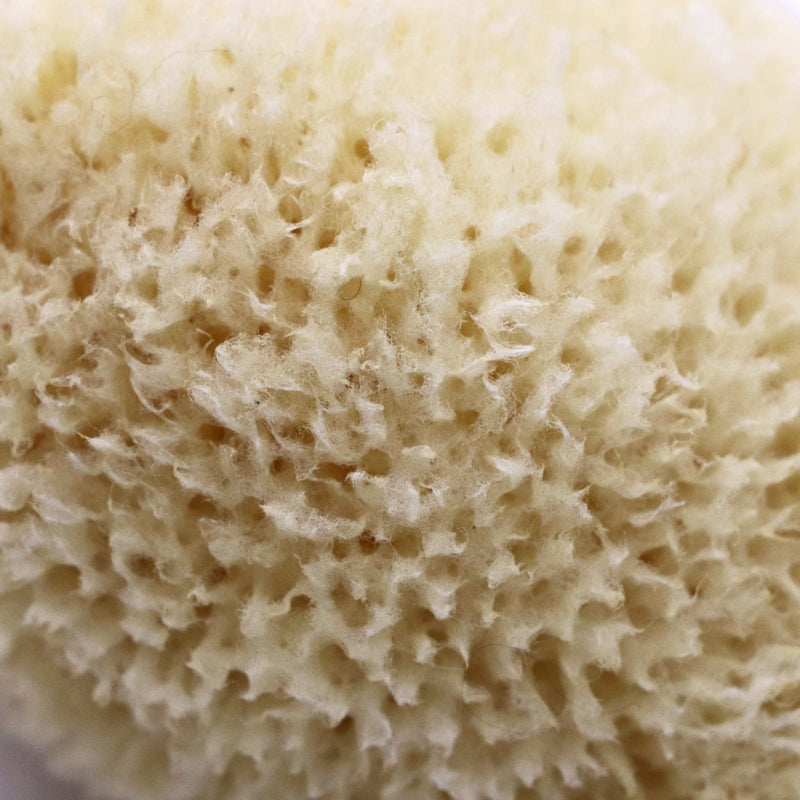 SpongeBox Golden Glow honeycomb sea sponge 5-5.5 inches, imported from the UK