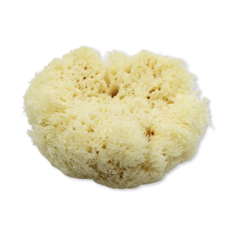 SpongeBox natural sea sponge 6-6.5 inches - British product