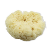 SpongeBox natural sea sponge 6-6.5 inches - British product