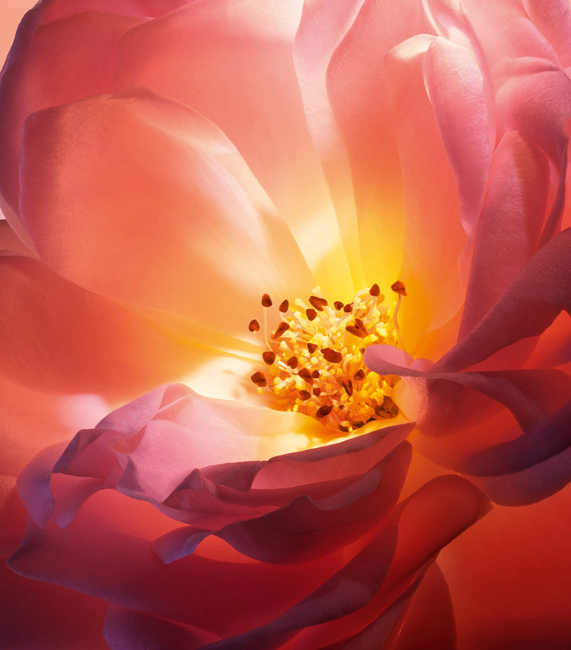 Lancôme Absolue Hot As Rose Eau de Parfum 100ml, UK version