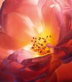 Lancome Hot As Rose eau de parfum 100ml, imported from the UK