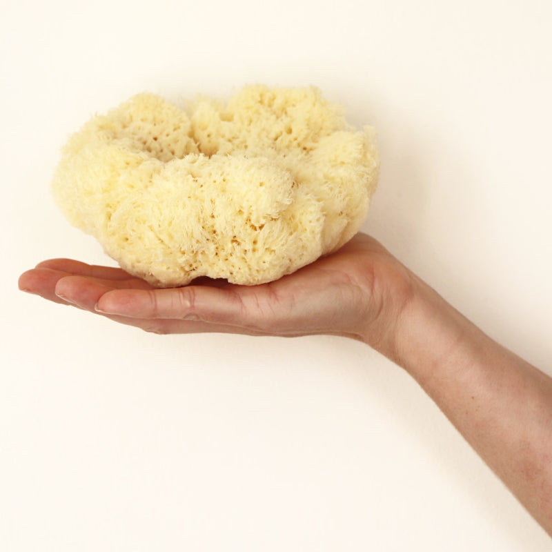 SpongeBox Deep Sea Luxe sea sponge 5-5.5 inches (British brand)