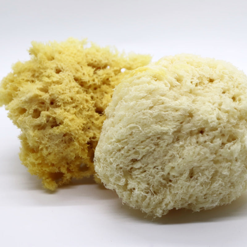 SpongeBox Deep Sea Luxe sea sponge 5-5.5 inches (British brand)