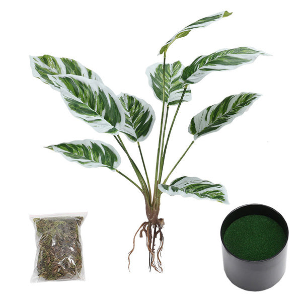 Livingandhome artificial Calathea White Fusion in black pot, UK version