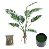 Livingandhome artificial Calathea White Fusion in black pot, UK version