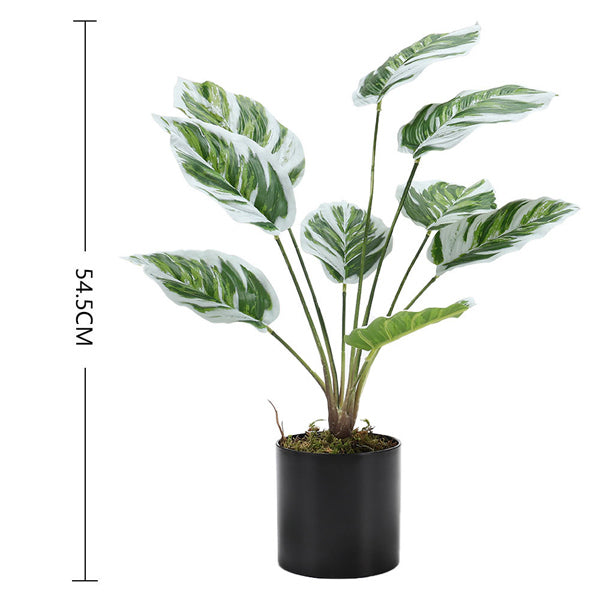 Livingandhome artificial Calathea White Fusion in black pot, UK version