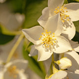 Durance Room Spray Jasmine 100ml - British product