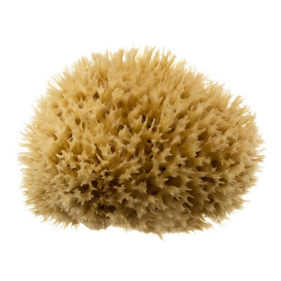 Superdrug Hydrea London Mediterranean Honeycomb Sea Sponge Bathing Sponge 4-4.5 inch- Buy online at McGrocer