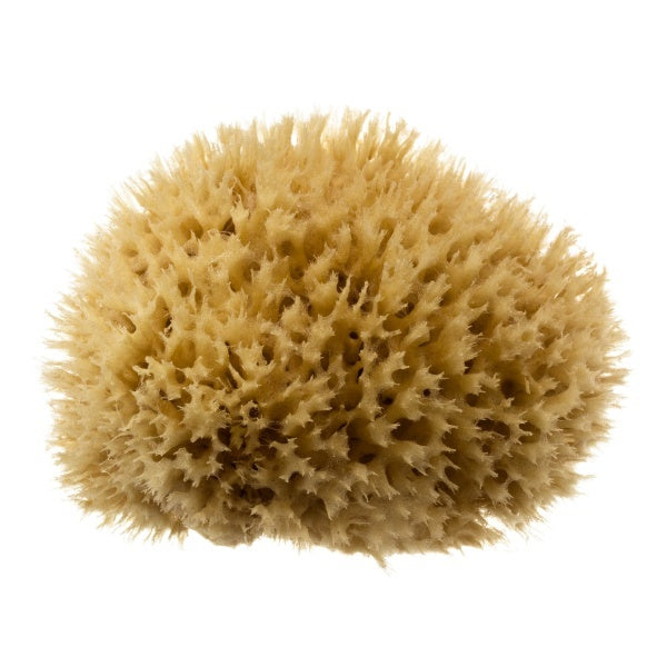Hydrea London Mediterranean Sea Sponge Bath 4-4.5 inch, UK version