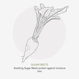 Green People Apple Complex Moisturiser Nordic Roots 50ml