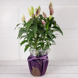 Orientalische Lilie (Zimmerpflanze)