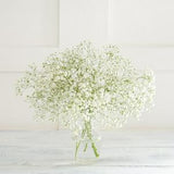 Sainsburys Gypsophila Flowers- Buy online at McGrocer