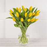 Tulpen-Diversitäts-Blumensamen