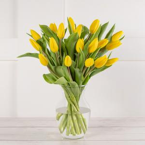 Graines de tulipes Abundance