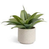 Sainsburys Habitat Artificial Aloe Reactive Glazed Pot Indoor Plant 30.5cm- Buy online at McGrocer