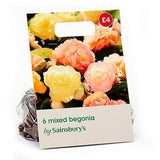Sainsbury's begonia double bulbs 4-5 cm tubers (British brand)