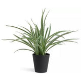 Sainsbury's Home Faux Spider Plant Green 38.1cm (British brand)
