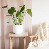 Hello Houseplants Monstera - Pot Size: 12cm - (35cm-45cm Height)