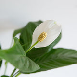 Hello Houseplants Peace Lily | Pot Size: 19cm | (75cm-85cm Height)