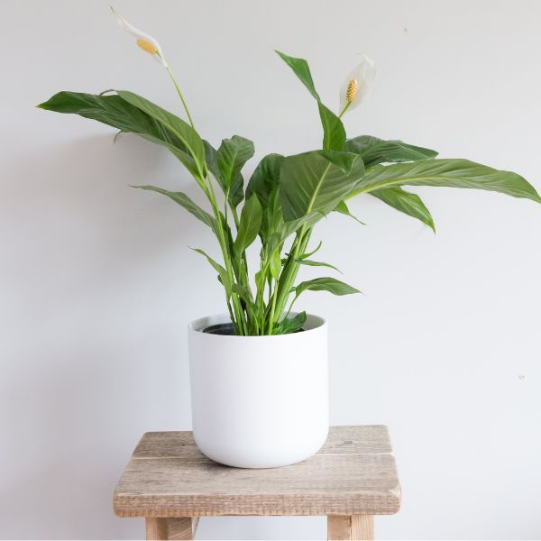 Hello Houseplants Peace Lily | Pot Size: 19cm | (75cm-85cm Height)
