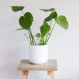 Hello Houseplants Monstera - Pot Size: 12cm - (35cm-45cm Height)