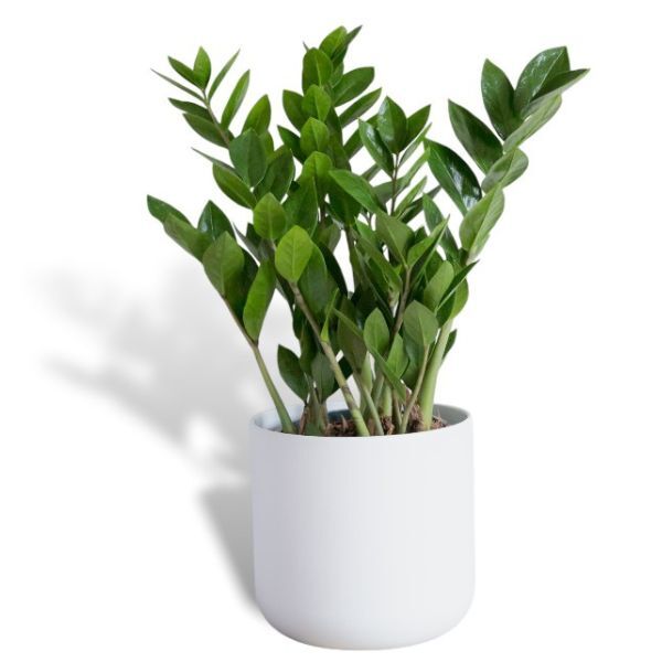 Hello Houseplants ZZ Plant - Pot Size: 12cm - (25cm-35cm Height)