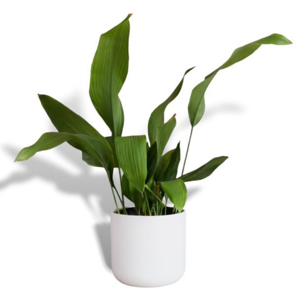 Hello Houseplants Cast Iron Plant - Pot Size: 14cm -